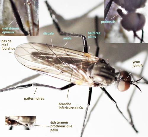 Rhamphomyia sp.